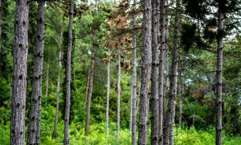 Workers planting young trees in a reforestation area with mountains in the background