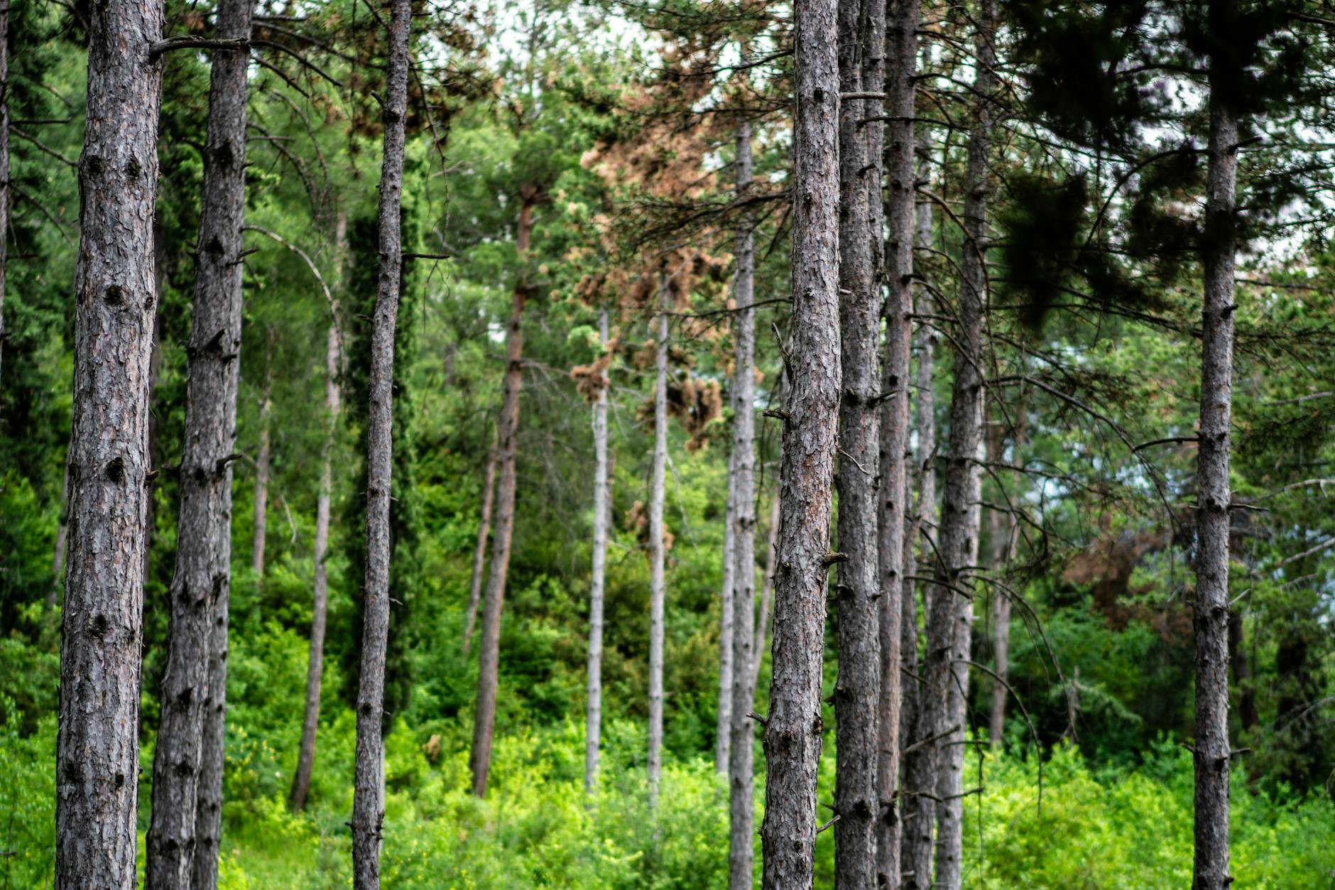 Workers planting young trees in a reforestation area with mountains in the background