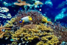 Vibrant coral reef ecosystem with colorful fish swimming among healthy coral formations