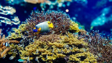 Vibrant coral reef ecosystem with colorful fish swimming among healthy coral formations