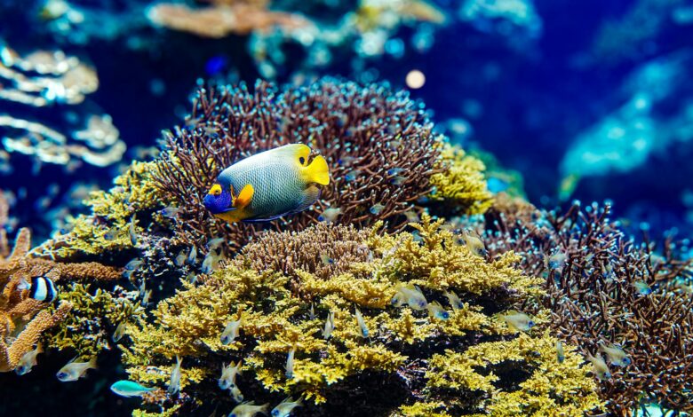 Vibrant coral reef ecosystem with colorful fish swimming among healthy coral formations