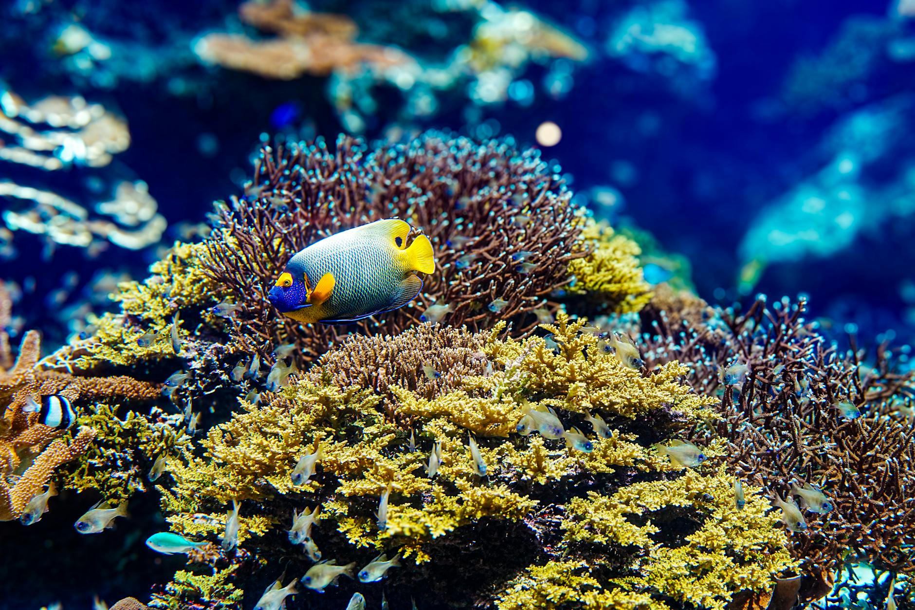 Vibrant coral reef ecosystem with colorful fish swimming among healthy coral formations