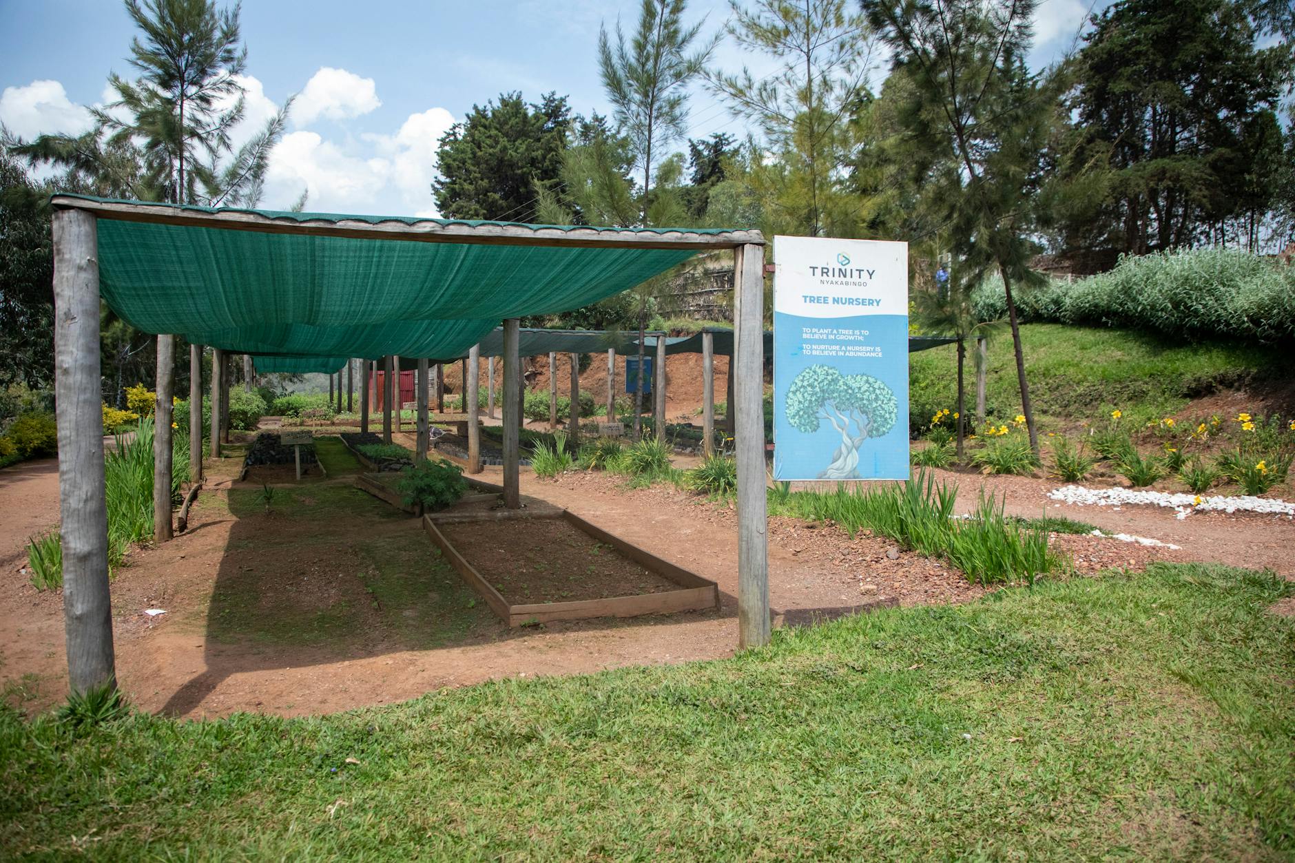 Rows of young saplings growing in a tree nursery with greenhouse structures