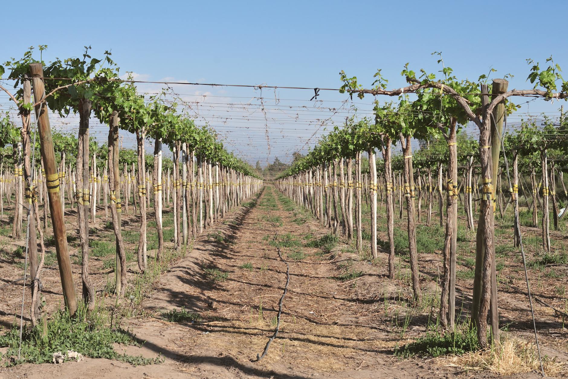 Rows of grapevines in wine country showing agricultural landscape at risk