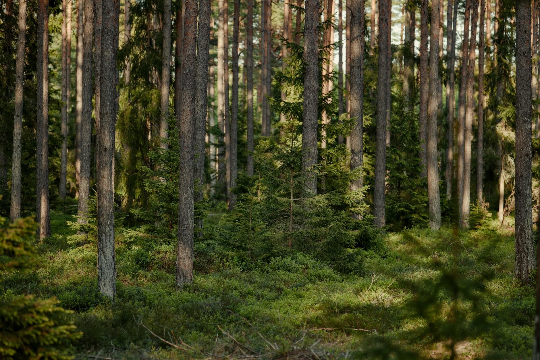 Dense green forest canopy viewed from above showing healthy tree coverage