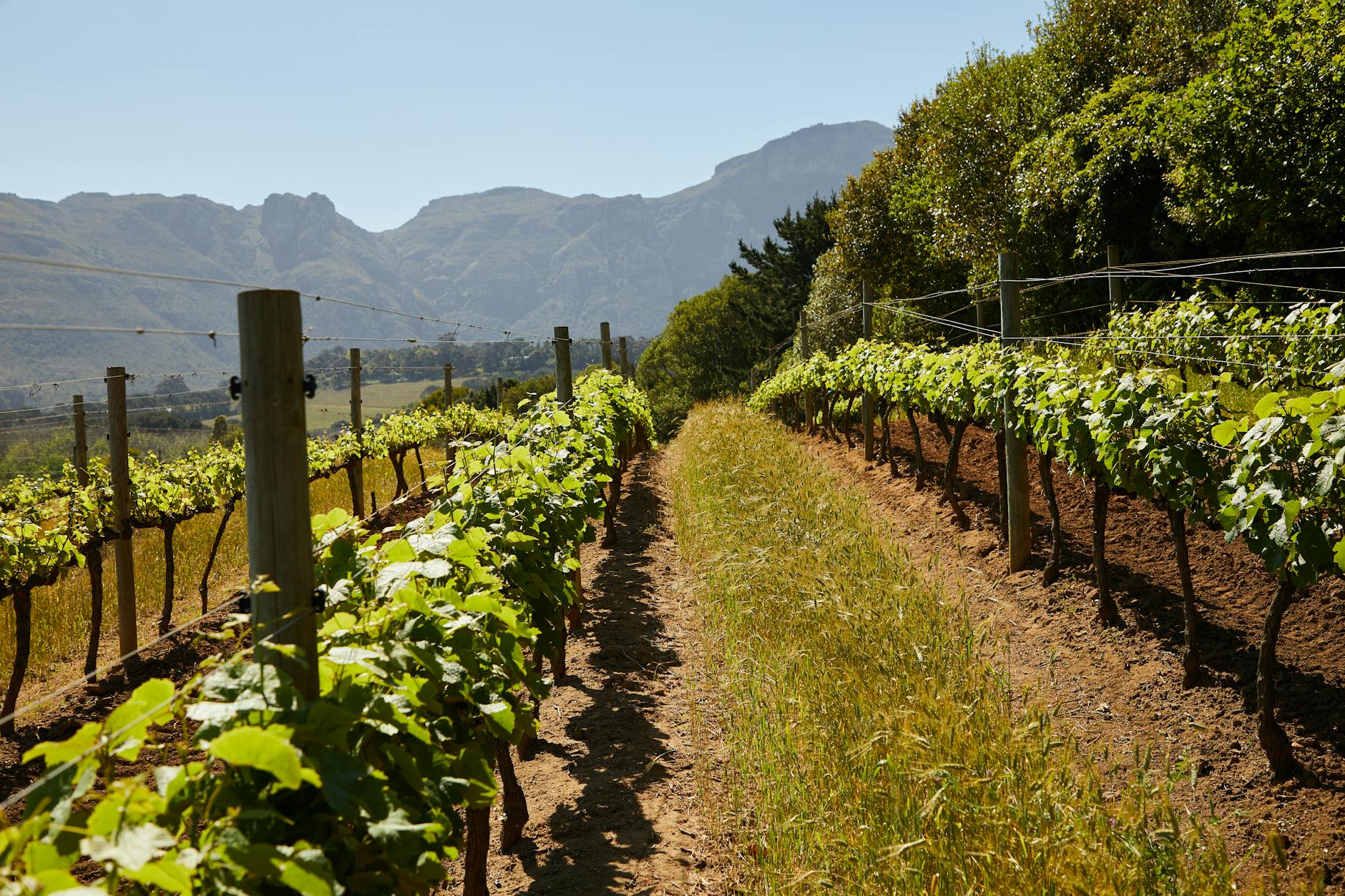Rolling vineyard hills with grape vines in rows across Northern California wine country
